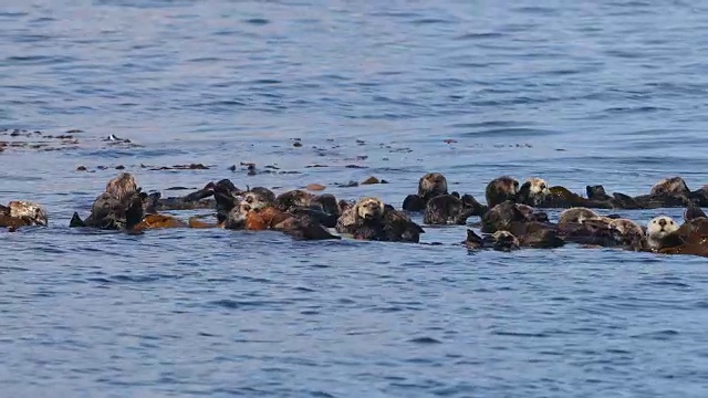 海藻里的海獭视频素材