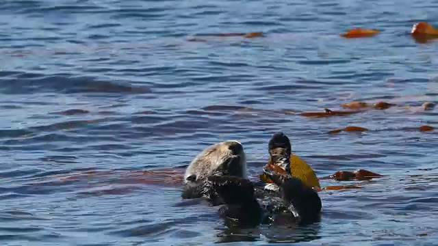 海獭在海藻中翻滚视频素材