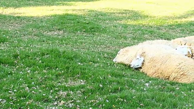 草地上的绵羊视频素材