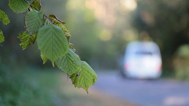 小货车沿着森林道路行驶。视频素材