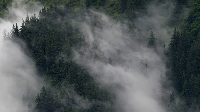 漩涡雾在森林-时间流逝视频素材