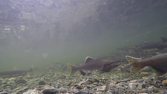 水中的粉红色鲑鱼(Oncorhynchus gorbuscha)视频素材