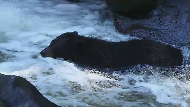 在急流中捕鱼的黑熊(Ursus americanus)视频素材