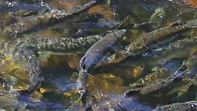 粉鲑鱼(Oncorhynchus gorbuscha)从上俯瞰视频素材