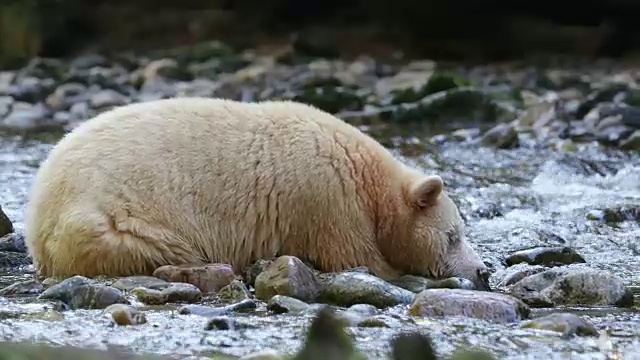 睡在河床上的白灵熊视频素材