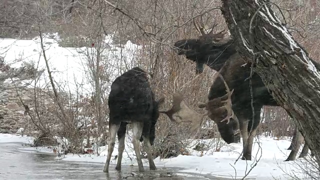 在发情期，3头公驼鹿(Alces Alces)在小溪附近战斗的4K MS射击视频素材