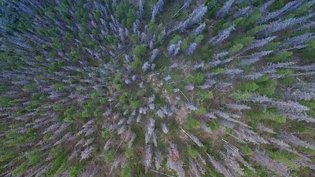 直向下鸟瞰松树林山视频素材