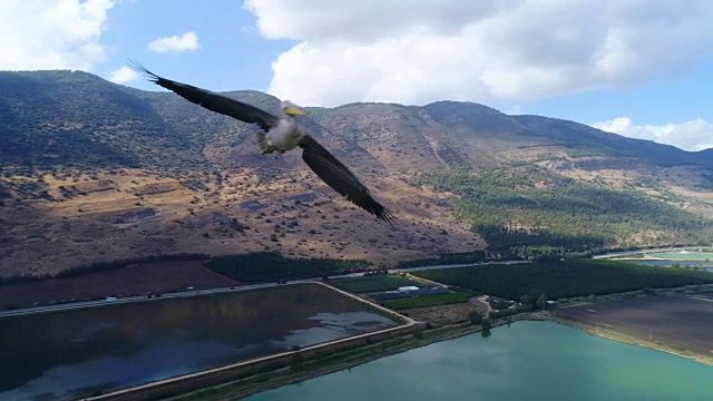 空中摄影-草裙舞山谷上空的鹈鹕视频素材