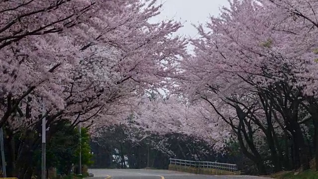 去黄翎山路上的樱花视频素材