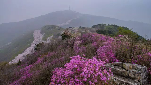 黄宁山樱花和杜鹃花鸟瞰图视频素材