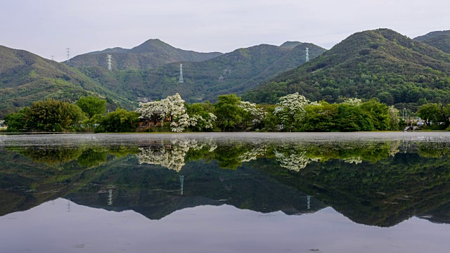 回阳集池畔的雪花莲绽放与景观倒影视频素材