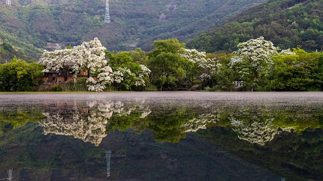 云芝花期与Wiyangji池景观倒影视频素材