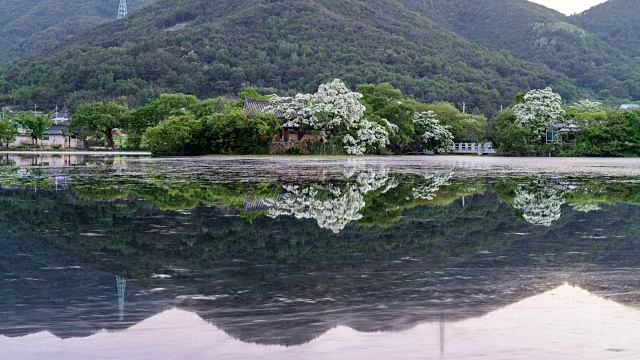 云芝花期与Wiyangji池景观倒影视频素材