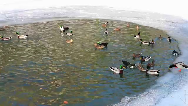 鸟在冬天池塘鸭子越冬，水和冰。视频下载