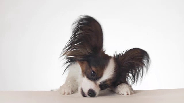 美丽的年轻雄性狗大陆玩具猎犬蝶耳犬吃干粮的特写在白色的背景库存录像视频素材