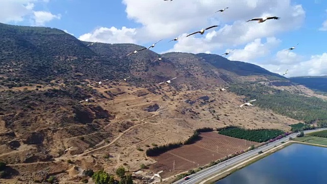 空中摄影-草裙舞山谷上空的鹈鹕视频素材