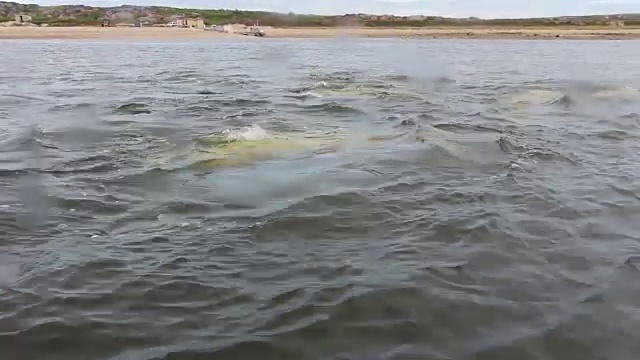 一群白鲸在靠近海岸线游泳视频下载