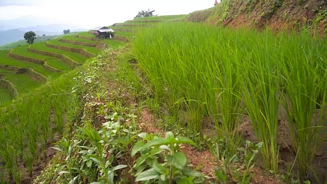 梯田中的老式小屋视频素材