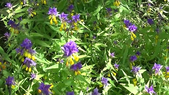 野花木牛。夏季草地上的死三棱虫视频素材