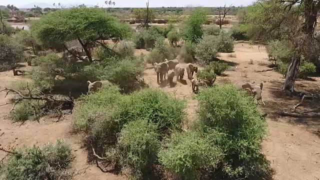 无人机拍摄的大象在吃草视频素材