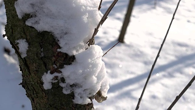 雪落在树干上。视频素材