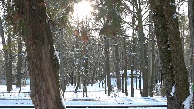 白雪皑皑的松林。视频素材