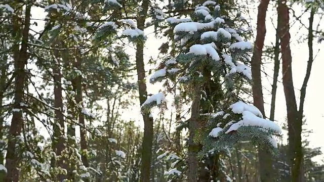 松树的树枝和阳光。视频素材