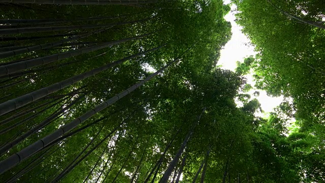 仰望日本京都岚山的竹林视频素材