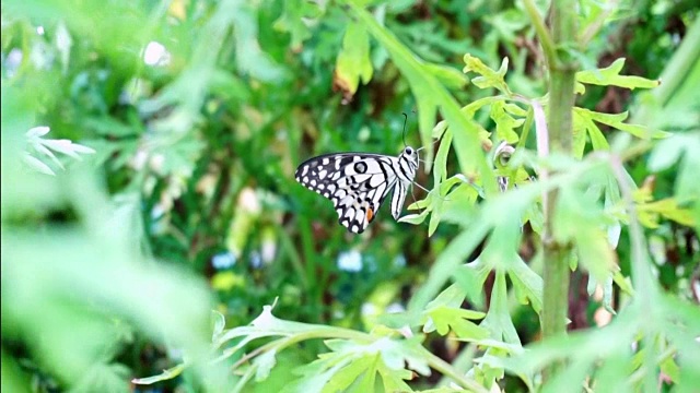 蝶泳金牌视频下载