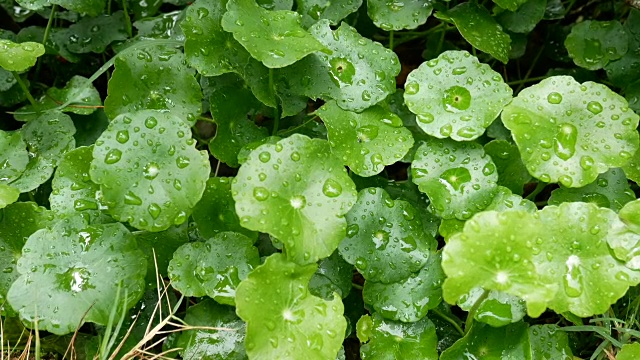 全高清。绿色的叶子和雨滴和绿色的背景。绿色的自然是清新的背景视频素材