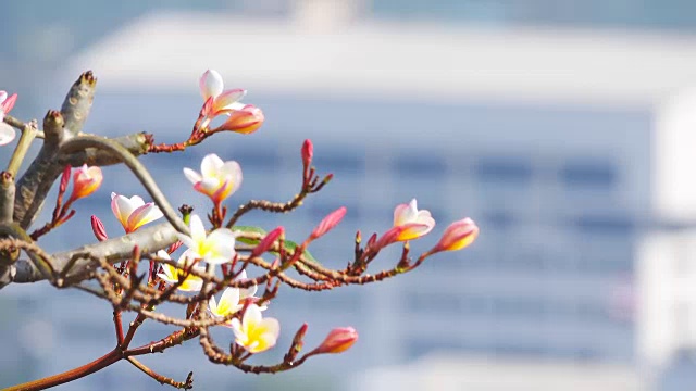 plumeria花视频素材