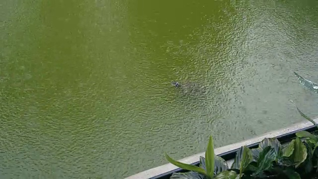 雨池塘里的红耳滑龟视频素材