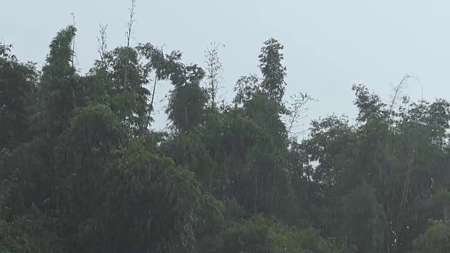 风吹竹落雨。视频下载