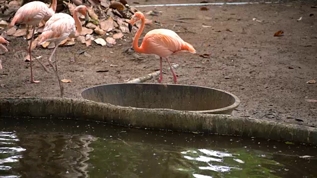 火烈鸟鸟视频素材