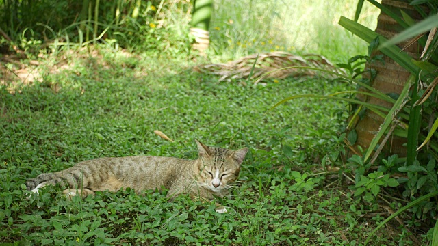 猫在树下睡觉视频素材