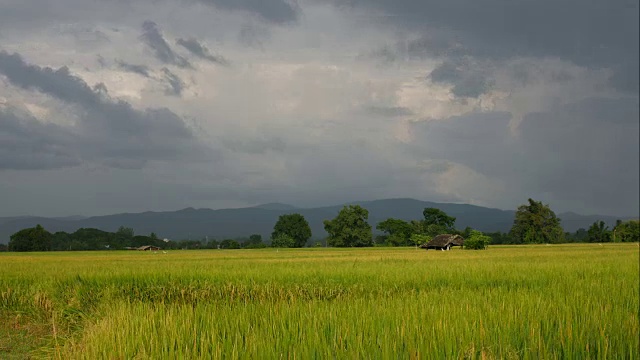 雨前稻田里的流云视频素材