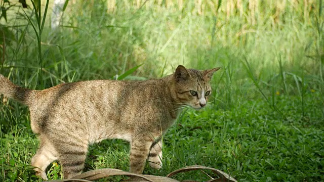 猫舔了舔自己的身体，走开了视频素材