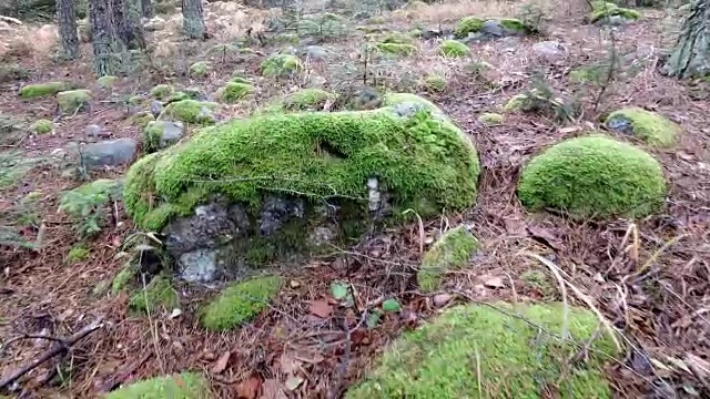 动物在秋天的森林里移动着，覆盖着苔藓、石头和树叶的地面视频素材