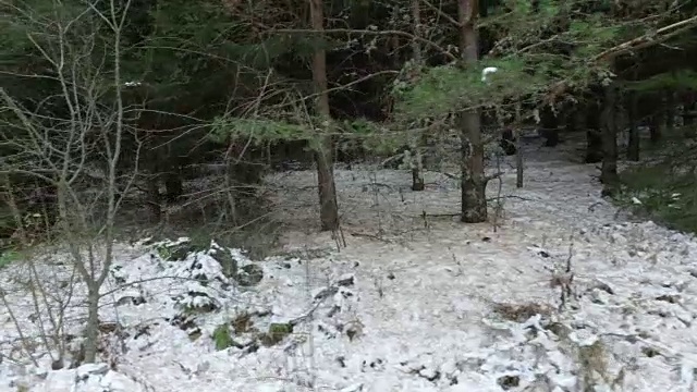 冬季森林树木。雪景自然背景视频素材