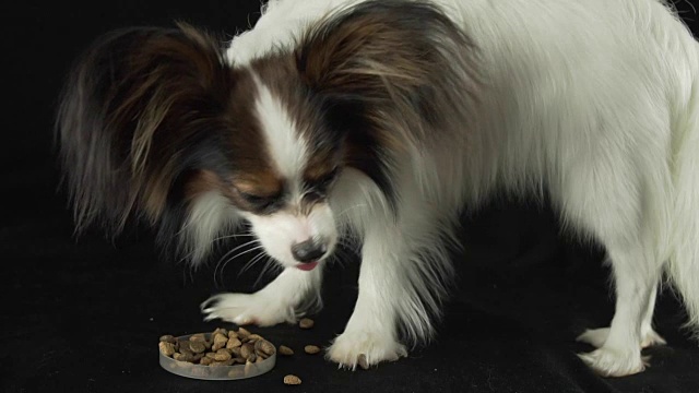 美丽的年轻雄性狗大陆玩具猎犬蝴蝶吃干的食物在黑色背景慢动作库存录像视频素材