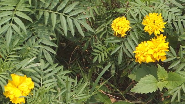 万寿菊鲜花视频素材