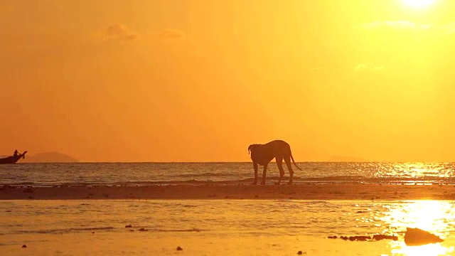 海上日落与狗和船视频素材