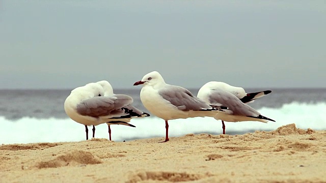 沙滩上的海鸥视频素材