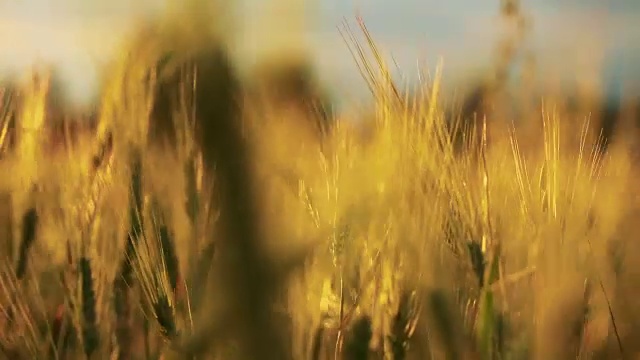 麦田。小麦穗靠近。视频素材