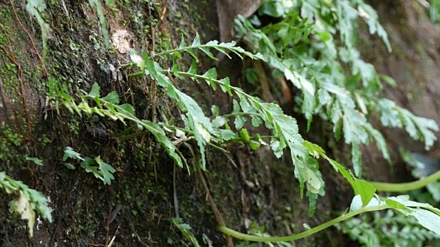 特写蕨类植物视频素材