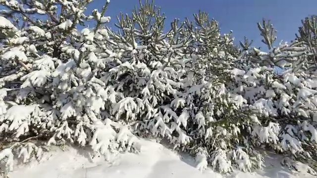 在结霜的冬天，许多冷杉树站在雪下视频素材