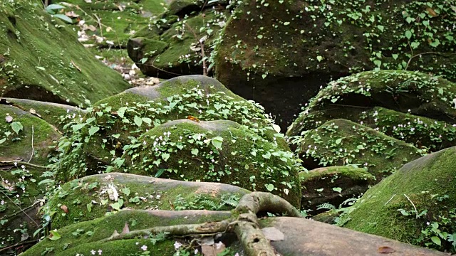 特写蕨类植物视频素材