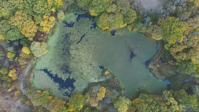 图片:阳光明媚的日子里，野生动物的池塘积水视频素材