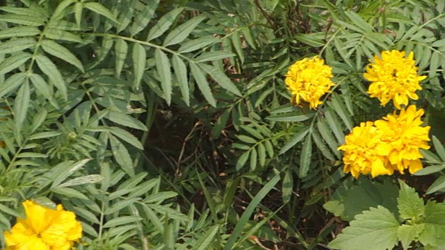 万寿菊鲜花视频素材