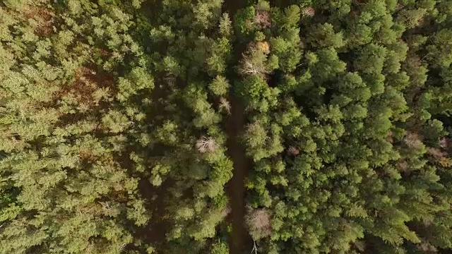 鸟瞰图:秋天巴伐利亚森林里的小路视频素材